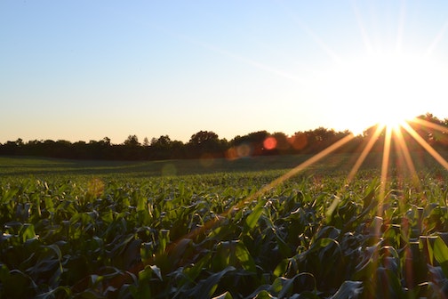 sunrise on a cornfield