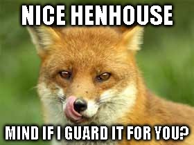 close up shot of a fox tongue out guarding henhouse meme