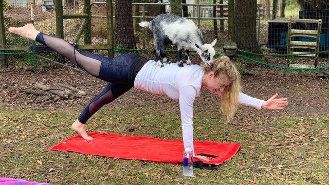 A baby goat in top of the girl doing yoga