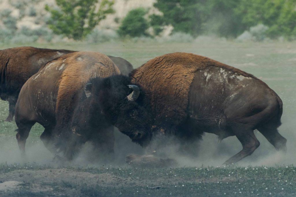 two buffaloes going at it