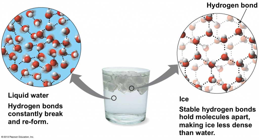 Illustration of hydrogen bonds in liquid water and ice